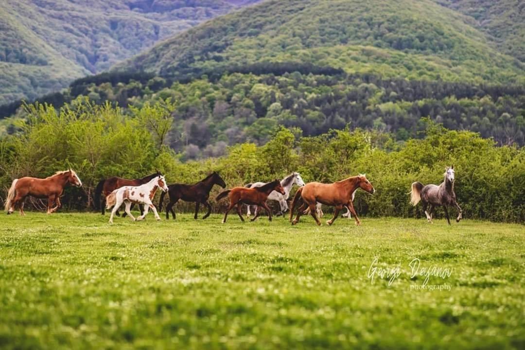 Вила Флора Паталеница Buitenkant foto